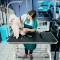 Foldbar Bord til Hundetoiletteringsbord 91 x 61 x 76 Fransk Bulldog