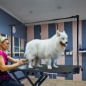 Chow stort elektrisk højdejusterbar trimmebord hunde med galge På Tilbud