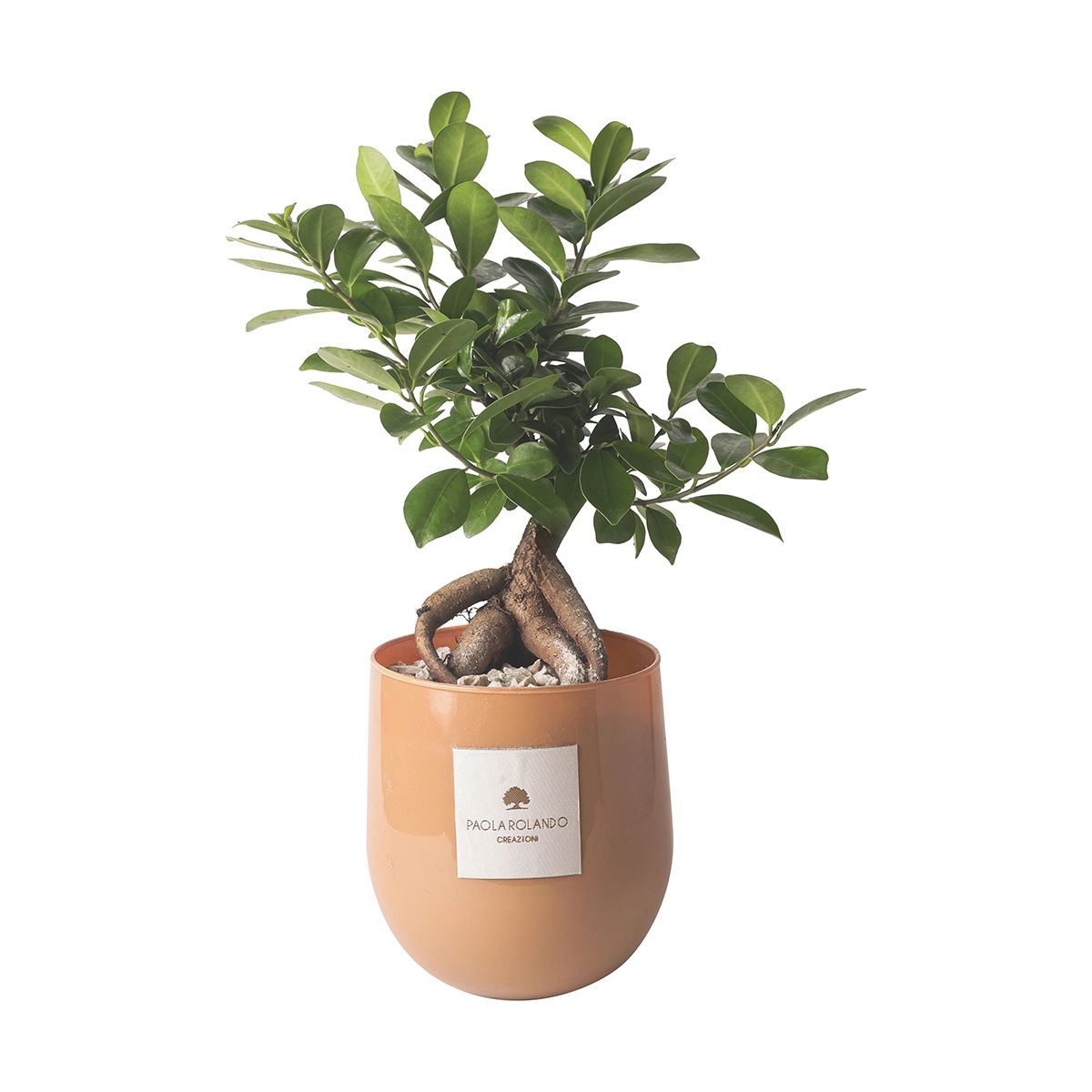 Ægte bonsai plante ficus ginseng i glasvase Paola Rolando Hope Kampagne
