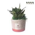 Mini sansevieria i dekoreret betonpotte, Industrial design som gave Kampagne