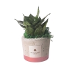 Mini sansevieria i dekoreret betonpotte, Industrial design som gave Tilbud