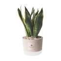 Sansevieria Paola Rolando i dekoreret industristil cementkrukke Tilbud