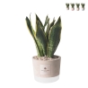 Sansevieria Paola Rolando i dekoreret industristil cementkrukke Kampagne