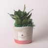 Mini sansevieria i dekoreret betonpotte, Industrial design som gave På Tilbud