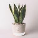 Sansevieria Paola Rolando i dekoreret industristil cementkrukke På Tilbud
