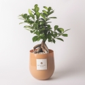 Ægte bonsai plante ficus ginseng i glasvase Paola Rolando Hope På Tilbud