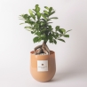 Ægte bonsai plante ficus ginseng i glasvase Paola Rolando Hope På Tilbud