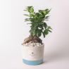 Bryllupsgave med bonsai ficus ginseng i industriel potte På Tilbud