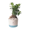 Bryllupsgave med bonsai ficus ginseng i industriel potte Tilbud