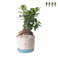 Bryllupsgave med bonsai ficus ginseng i industriel potte Kampagne