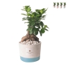 Bryllupsgave med bonsai ficus ginseng i industriel potte Kampagne