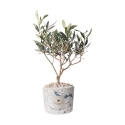 Olivo i dekoreret vase Paola Rolando bryllupsfavorit Simone Tilbud