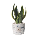 Bomboniera Sansevieria i dekorativ cementkrukke Simone Tilbud