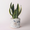 Bomboniera Sansevieria i dekorativ cementkrukke Simone På Tilbud