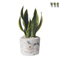 Bomboniera Sansevieria i dekorativ cementkrukke Simone Kampagne