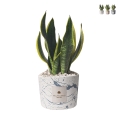 Bomboniera Sansevieria i dekorativ cementkrukke Simone Kampagne