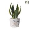 Bomboniera Sansevieria i dekorativ cementkrukke Simone Kampagne