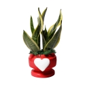 Sansevieria gaveplante Paola Rolando i dekoreret potte med Eden hjerte Tilbud