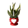 Sansevieria gaveplante Paola Rolando i dekoreret potte med Eden hjerte Tilbud