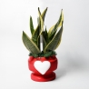 Sansevieria gaveplante Paola Rolando i dekoreret potte med Eden hjerte På Tilbud