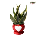 Sansevieria gaveplante Paola Rolando i dekoreret potte med Eden hjerte Kampagne