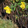 Dekorativt afgrænsningselement til blomsterbed i støbejern Tilbud