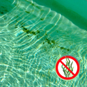 Poolmaster algicider algerens algefjerner algemiddel 1 l til pool kemi Tilbud