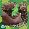 Red jorden ved at plante et træ i skoven af ProduceShop Udsalg