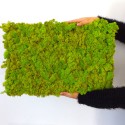 GreenBox Kit Lichene 4 diy mosvæg 60x40 cm præserveret plantevæg Mængderabat