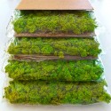 Plantebilleder stabiliseret 4 60x40cm paneler GreenBox Kit Lichene