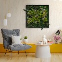 ForestMoss Persefone præserveret plantevæg dekoration indendørs ramme Kampagne