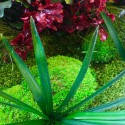 ForestMoss Demetra præserveret plantevæg dekoration indendørs med ramme Omkostninger