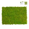 Plantebilleder stabiliseret 4 60x40cm paneler GreenBox Kit Lichene